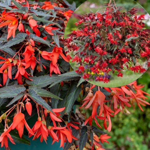 Begonia boliviensis 'Bellavista® Dark Leaf Red' - Boliivia begoonia 'Bellavista® Dark Leaf Red' P9/0,55L